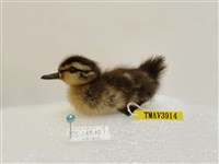 藏品(綠頭鴨)的圖片